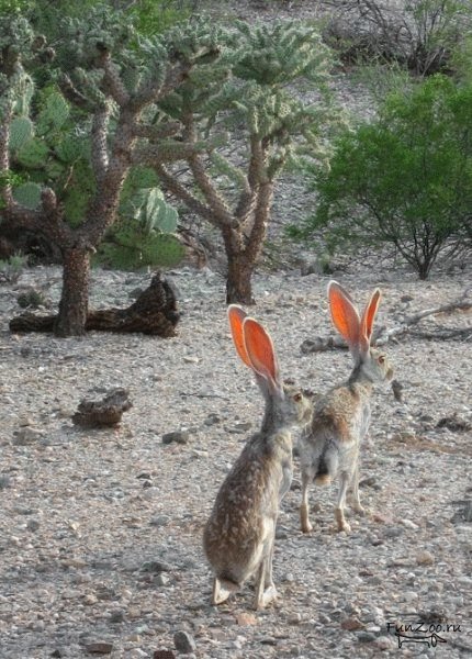 Прикольные кролики с большими ушами