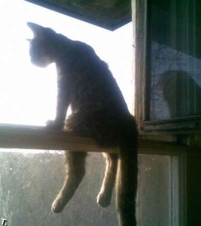 Смешной кот один на балконе следит над людьми