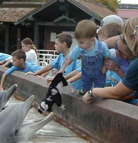 дети кормят дельфинов