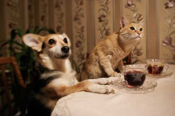 Смешной кот и собака говорит "Куда пропал официант"