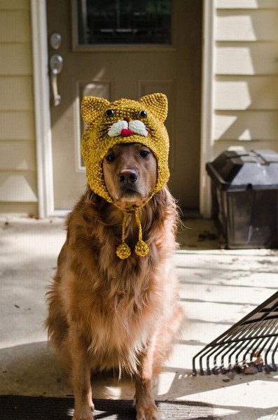 Смешной Смешной собака ,очень смешной ,Собака в смешной шапке