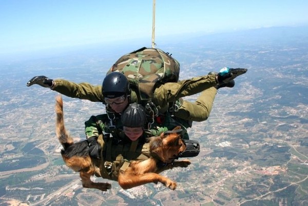 Смешной Собаке учат прыгать с парашютом