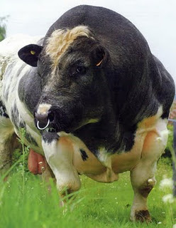 Корова-монстр,очень смешное фото мускулистой коровы