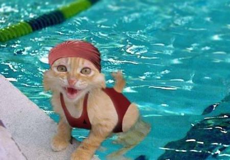 Смешное фото кошки в купальнике
