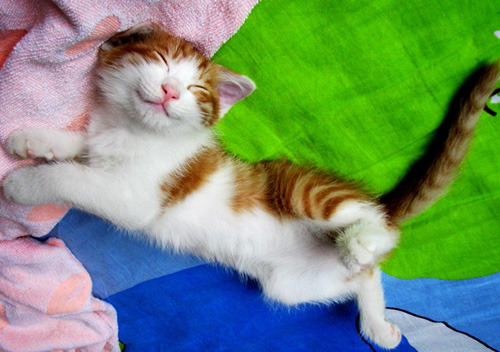 Смешные картинки кота в лежачем и прикольным режиме