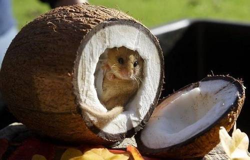 Мышь в кокосе строит дом