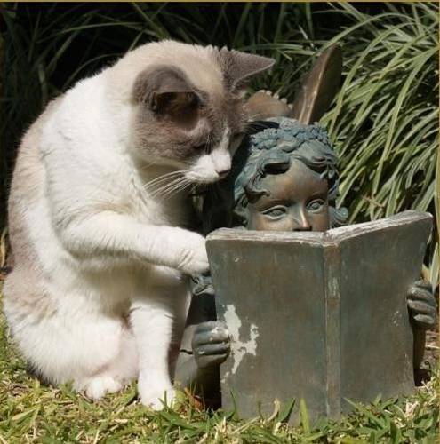 Коты умеют четать