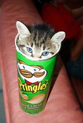 Прикольные фото животных,кот из Принглс-е