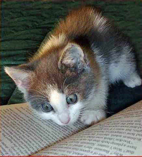 Смешной кот читает книгу удивляясь