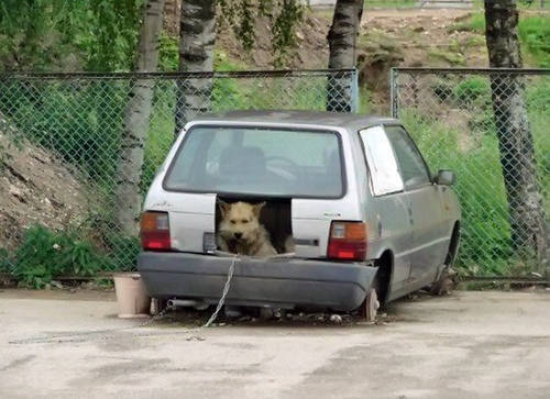 Собачий дом в машине