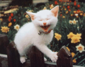 Кошка смеется,сидя на заборе,Прикольная анимация