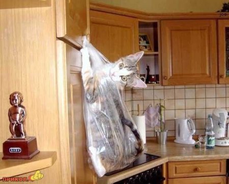 Прикольный кот в мешке, на кухне