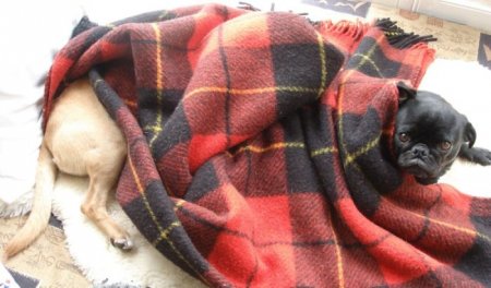 Чернобелая, прикольная собачка под одеялом 