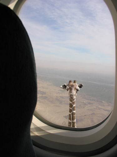 Спасайся,Жирафы нападают на лету
