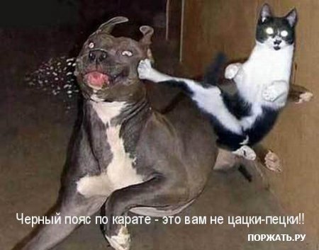 Кошка против собаки, черный пояс у кошки а у собаки ни фига