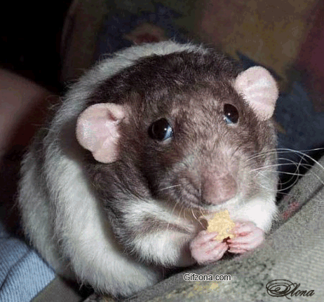Прикольная анимация, Мышка ест сыр